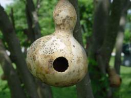 Bird house 4.JPG